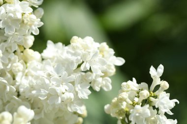 Açık havada beyaz çiçekli güzel leylak çalıların yakın görüntüsü.