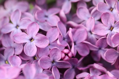 Arkaplan olarak güzel çiçek açan leylağın yakın görüntüsü