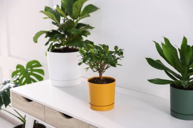 Beyaz masadaki farklı yeşil bitkiler kapalı, yakın plan.