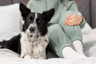 Evde yatağında Collie köpeği olan sevimli bir kadın, yakın plan.