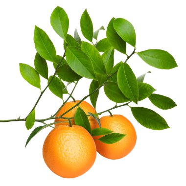 Dala asılmış portakallar ve beyaz yapraklar. Citrus bitkisi