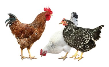 Beyaz arka planda horoz ve tavuklar. Evcil kuşlar.