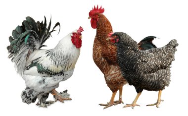 Beyaz arka planda horoz ve tavuklar. Evcil kuşlar.