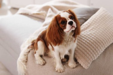 Şövalye Kral Charles Spaniel evde pouf 'ta