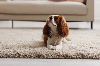 Şövalye Kral Charles evdeki halının üstünde köpek.