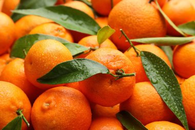 Yeşil yapraklı taze mandalinalar ve arka plan olarak su damlaları, yakın çekim