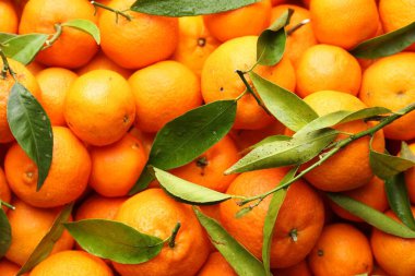 Yeşil yapraklı taze mandalinalar ve arka plan olarak su damlaları.