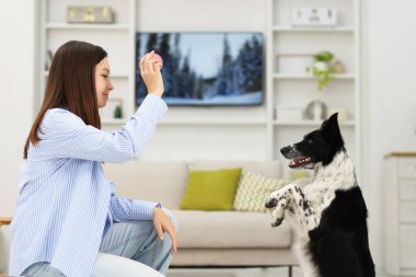 Evde Collie köpeğiyle oynayan bir kadın.