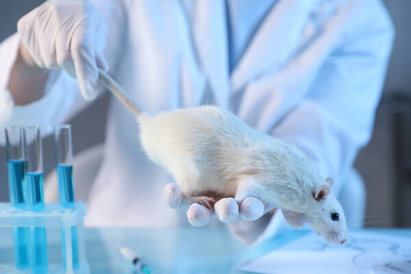 Scientist working with rat at table in laboratory, closeup