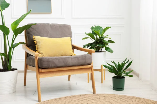 Tencere ve koltuklardaki farklı güzel bitkiler.