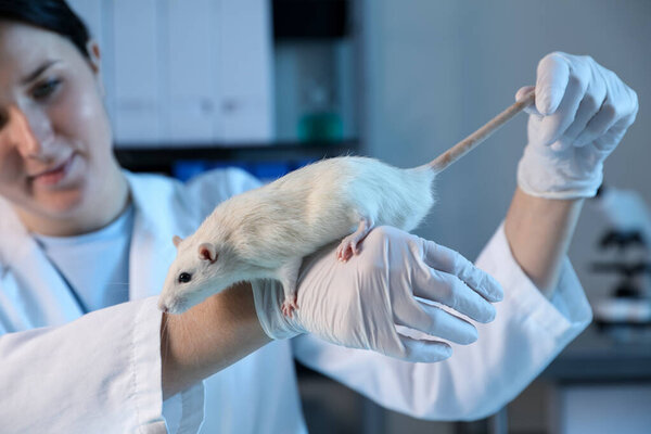 Scientist working with rat in laboratory, selective focus