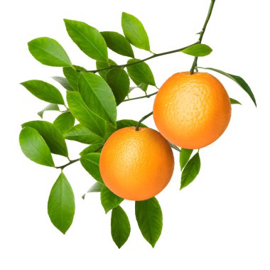 Dala asılmış portakallar ve beyaz yapraklar. Citrus bitkisi