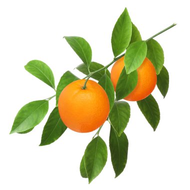 Dala asılmış portakallar ve beyaz yapraklar. Citrus bitkisi