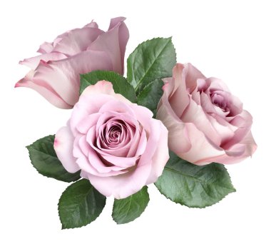 Beyaz üzerinde yeşil yapraklı pembe güller