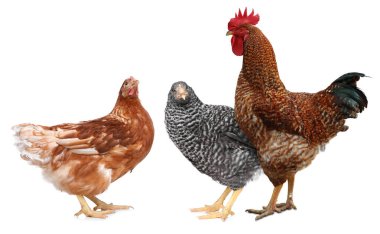 Beyaz arka planda horoz ve tavuklar. Evcil kuşlar.