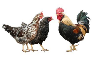 Beyaz arka planda horoz ve tavuklar. Evcil kuşlar.