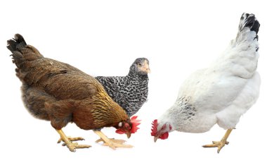 Tavuklar ve tavuklar beyaz arka planda. Evcil kuşlar.