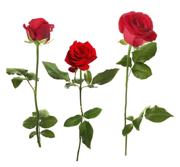 Red rose flowers isolated on white, set