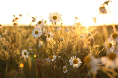 Güneşli bir günde güzel papatya tarlasının yakın görüntüsü