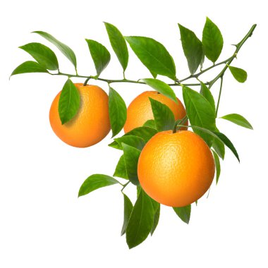 Dala asılmış portakallar ve beyaz yapraklar. Citrus bitkisi