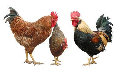 Beyaz arka planda horozlar ve tavuklar. Evcil kuşlar.