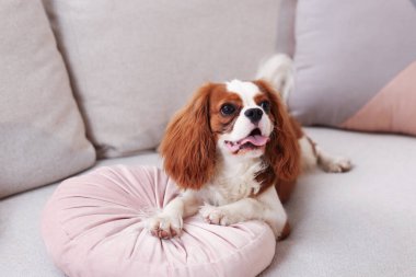 Şövalye Kral Charles Spaniel evdeki kanepede yastıklı köpek