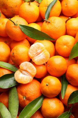 Arka plan olarak yeşil yapraklı taze mandalinalar.