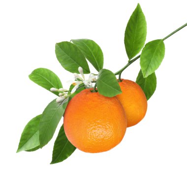 Yeşil yapraklı ve beyaz yapraklı portakallar. Citrus bitkisi