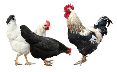 Beyaz arka planda horoz ve tavuklar. Evcil kuşlar.