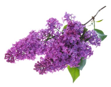 Beyaz yapraklı güzel çiçek açan leylak dalı