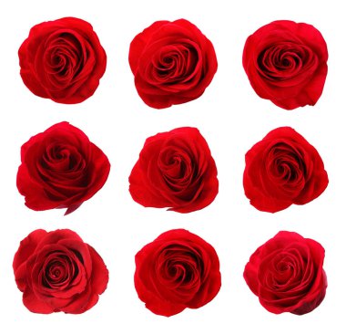 Beyaz üzerine izole kırmızı gül çiçekleri, set