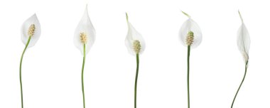 Barış çiçekleri bembeyaz, izole