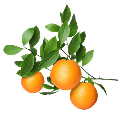 Dala asılmış portakallar ve beyaz yapraklar. Citrus bitkisi