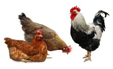 Beyaz arka planda horoz ve tavuklar. Evcil kuşlar.