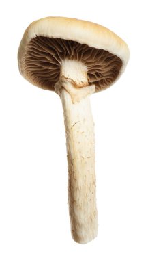 Taze yaban pioppini mantarı beyaza izole edilmiş.