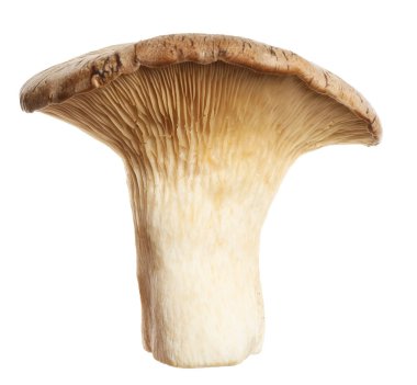 Taze kral trompet mantarı beyazda izole edilmiş