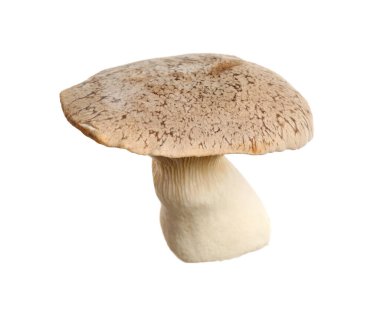 Taze kral trompet mantarı beyazda izole edilmiş