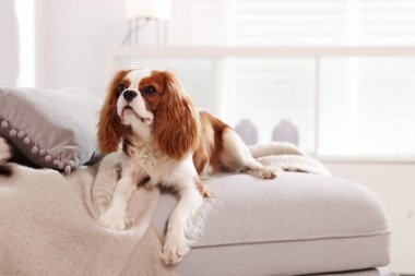 Şövalye Kral Charles Spaniel evde pouf 'ta. Metin için boşluk