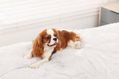 Şövalye Kral Charles Spaniel evde yatakta