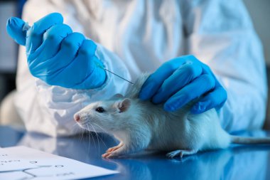 Bilimadamı laboratuarda fareye iğne yapıyor, yakın plan.