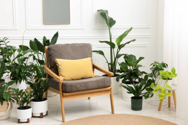 Tencere ve koltuklardaki farklı güzel bitkiler.