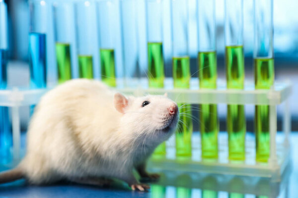 Cute rat and laboratory glassware with samples on table indoors, closeup