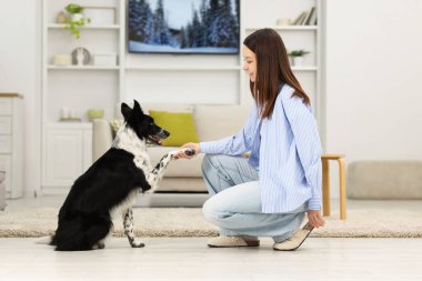 Şirin Border Collie köpeği ev sahibine pençe veriyor.