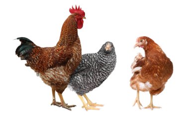 Beyaz arka planda horoz ve tavuklar. Evcil kuşlar.