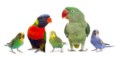 Beyaz arka planda farklı papağanlar. Sevimli hayvan.