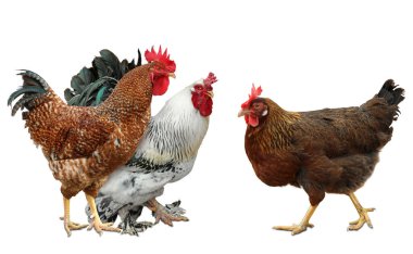 Beyaz arka planda horoz ve tavuklar. Evcil kuşlar.