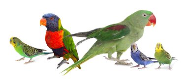 Beyaz arka planda farklı papağanlar. Sevimli hayvan.