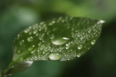 Çiy damlaları ile güzel yeşil yaprağın yakın görüntüsü