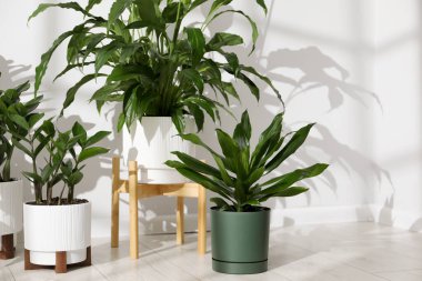 Beyaz duvarın yanındaki çömleklerde farklı güzel bitkiler, yakın plan.