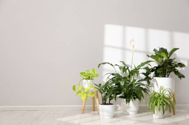 Beyaz duvarın yanındaki çömleklerde farklı güzel bitkiler. Metin için boşluk